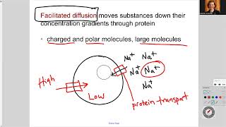 181 Ch5 Passive Transport and Facilitated Diffusion [upl. by Kelli]