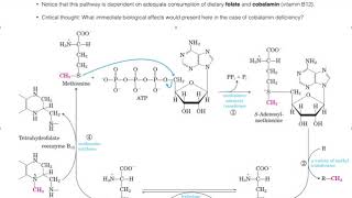 Amino Acid Metabolism  the Methionine SAM Cycle [upl. by Ynafit]