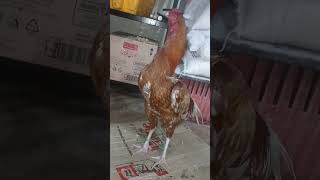 Peshawar aseel kukar murga aseel shorts pet cock murgha aseelmurga [upl. by Hasan128]