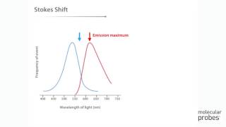 Molecular Probes Tutorial Series— Anatomy of Fluorescence Spectra [upl. by Milstone257]