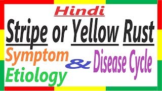 Stripe or Yellow Rust of Wheat HistorySymptomEtiologyDisease Cycle  Puccinia striformis PAC 8 [upl. by Amorita]