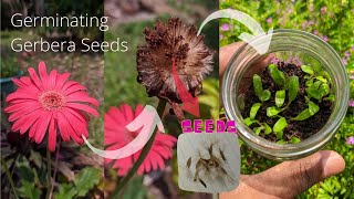 How to germinate gerbera seeds  Babandasia from seeds gerbera seed propagation  Part 01 [upl. by Atika]