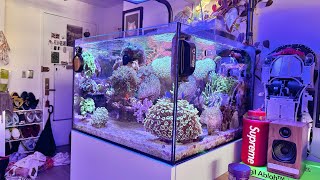 Waterbox 552 Saltwater Aquarium Reef Tank Update amp Tank Tour September 2023 [upl. by Satsoc176]