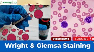 Wright amp Giemsa Stain Experimental Procedure Experimental Video [upl. by Acinomal561]