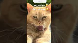 chat pas sérieux 😋 Not serious ❗️😛 [upl. by Otrebor]