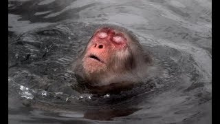 Snow monkeys in a hot spring so cute [upl. by Frants]