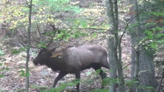 Elk Close Encounter [upl. by Amliv]