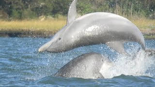 Bottlenosed Dolphins fishing near Chincoteague Island filmed from paddle board [upl. by Reitman654]