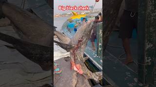 Big black shark🦈 Tuna fishing Boat lo fishing shark shorts subscribe 🙏❤️🦈 [upl. by Oric]