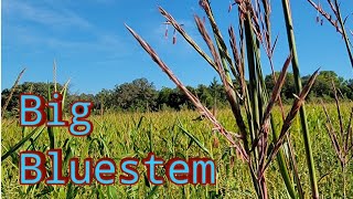 Big Bluestem the King of the Prairie Grasses [upl. by Orji]