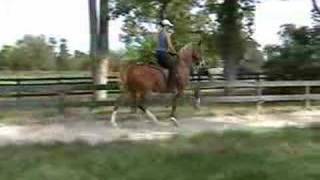 Saddlebred Training [upl. by Enytsirk69]