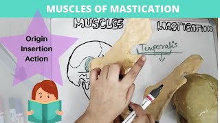 know muscles of mastication fast and easy [upl. by Zak]