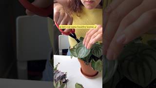 Peperomia Watermelon 🍉 Argyreia 🌿 Propagation from leaf in hydrohel 🫧 peperomia plantcare [upl. by Azile97]