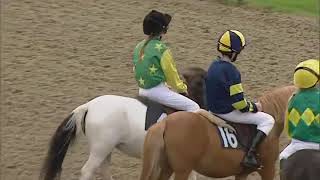 Shetland pony time at Lingfield Park [upl. by Ahsinehs]