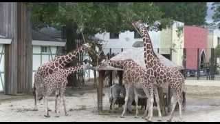 Bastanieuws homoseksuele dieren in Artis [upl. by Labaw]