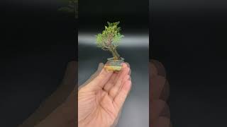 【豆盆栽】ニレケヤキ  Ulmus parvifolia 2023年8月23日 bonsai 盆栽 plants bonsaipots [upl. by Hgielram446]