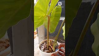 Wait is over philodendron plants ytshorts happydiwali [upl. by Tnafni1]