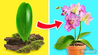 Easy orchid propagation methods How to grow orchids at home [upl. by Pfeifer]