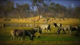 Documentaire Français Les Prédateurs De La Savane Complet [upl. by Gavin976]