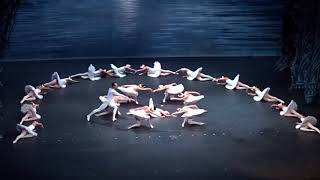 Het Zwanenmeer 2017  Shanghai ballet [upl. by Desireah]