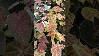 Rare bicolor Caladium collection caladium [upl. by Aissyla]