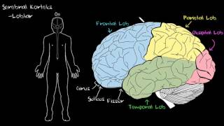 Serebral Korteks Sağlık ve Tıp Sinir Sistemi Fizyolojisi Psikoloji  Davranış [upl. by Jamey]