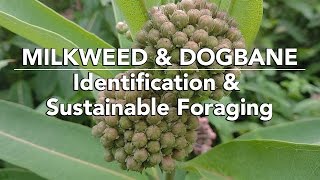 Milkweed amp Dogbane — Identification amp Sustainable Foraging with Adam Haritan [upl. by Ellatnahc]