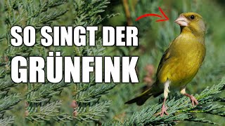 Grünfink  Vogelstimmen lernen [upl. by Ahsinaj141]