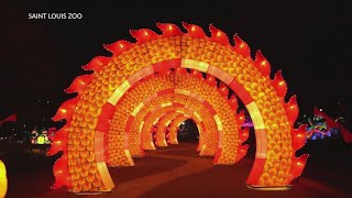 St Louis Zoo preparing for first ever lantern festival [upl. by Yankee]