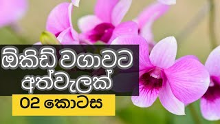 ඕකිඩ් වගාව Orchid Cultivation part 02 [upl. by Rudolf]