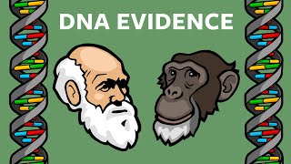 DNA Evidence That Humans amp Chimps Share A Common Ancestor Endogenous Retroviruses [upl. by Tierney]