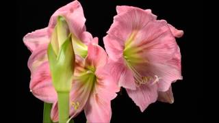 NEW AMARYLLIS TIMELAPSE [upl. by Anon843]