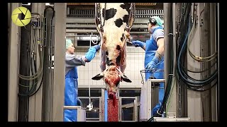 Inside The Meat Processing Plant  Inside The Food Factory  Incredible Process Worth Watching HD [upl. by Sirehc482]