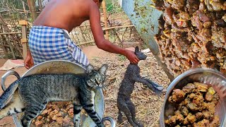 wildcat secret recipe curry🐈‍⬛ cat meat recipe 😱😱 eating with rice🌾 [upl. by Enileoj]