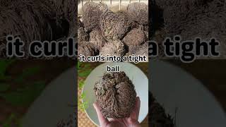 🌵 The Resurrection Plant Natures Miracle Survivor 🌱 botany NatureWonders facts shorts [upl. by Tarsus629]