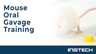 Mouse Oral Gavage Training [upl. by Ruthanne676]