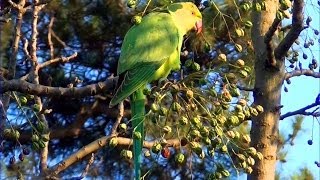 Les perruches du jardin des plantesparakeets [upl. by Aihsak]