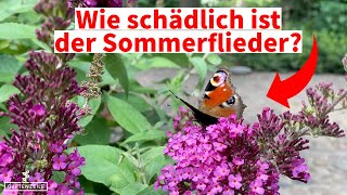 Wie schädlich ist der Sommerflieder für die Umwelt [upl. by Lotsirb]