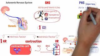 Aortic regurgitation  Aortic insufficiency  Etiology  Pathology  Diagnosis and Treatment USMLE [upl. by Anpas]