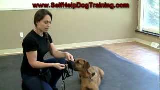 Dog Training with a Halti Collar  Intro wwwK91com [upl. by Luebke]