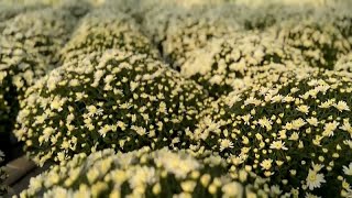 La ville roumaine de Iași en fleurs à lapproche de la sainte Parascève [upl. by Milewski638]