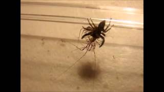 House Centipede vs Spider [upl. by Casper]