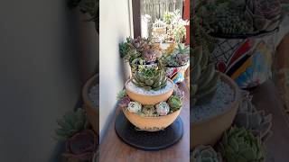 A DIY Two Tiered Succulent Arrangement 🪴 succulents suculentasdiy [upl. by Roche]