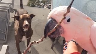 Gotcha plays fetch with Kobi the Pit 🐶 [upl. by Bondon]