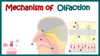 Olfactory System Anatomy and Physiology  Mechanism of olfaction  Olfactory receptor neurons [upl. by Yltneb]