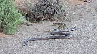 Cobra vs Puff Adder [upl. by Hares482]