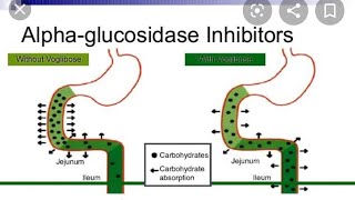 Alpha Glucosidase Inhibitor Voglibose Acarbose Miglitol USED IN DIABETES MELLITUS [upl. by Conway]