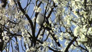 Vroege Vogels  Ekster praten met elkaar [upl. by Ross987]