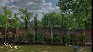 King and Co Screening Trees  Before and After  Trees for Garden Privacy [upl. by Moguel]