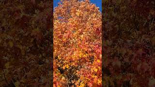 Best Fall colors ✨️maple 🍁leaf 🍁 mapleleafs canada heartofcanada beautiful fall colors in canada [upl. by Idonah]